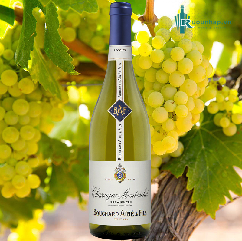 Rượu Vang Bouchard Aine & Fils Chassagne Montrachet Premier Cru