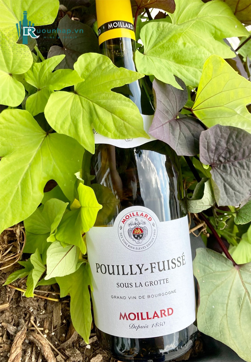 Rượu Vang Moillard Pouilly Fuisse